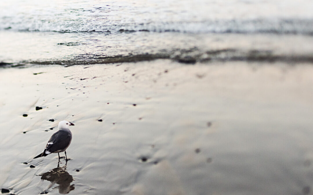 Why Should You Buy an Electric Scooter