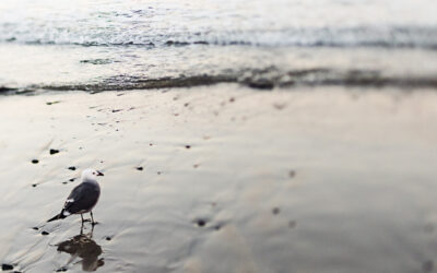 Why Should You Buy an Electric Scooter